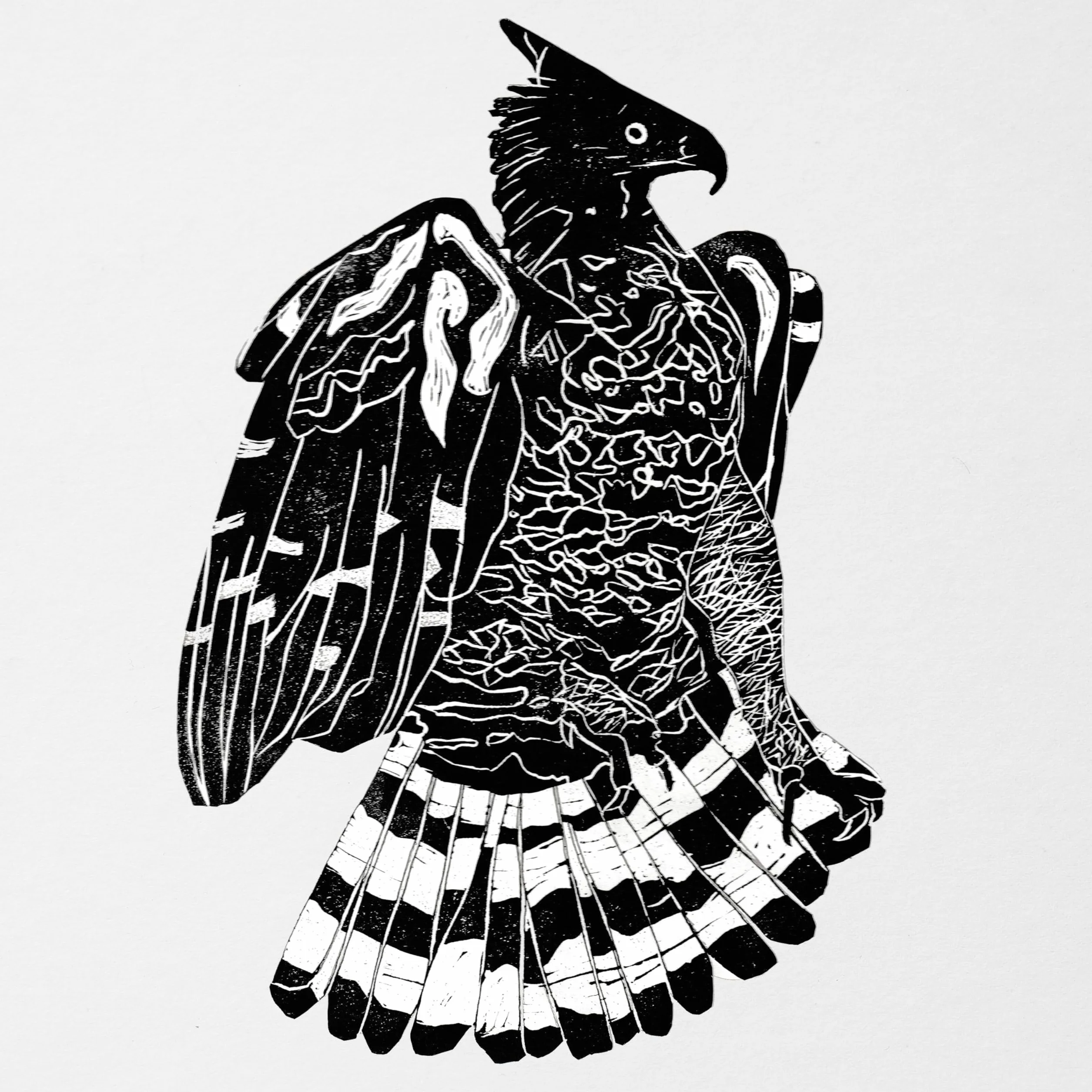 Crowned Eagle